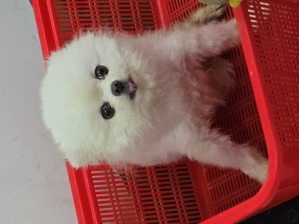 담양군 동물보호센터_446485202400768